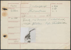 Zuckerzange (Storchenschere), nach 1888