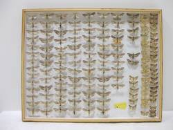 Schmetterlinge, Lepidoptera, Sammlung Cleve;