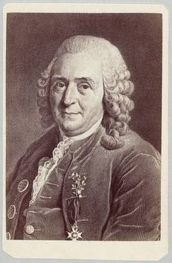 Karl von Linné, schwed. Botaniker.;