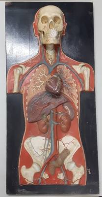 Schaumodell eines menschlichen Körpers und seiner Organe;