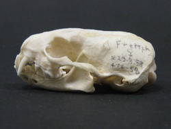 Frettchen, Mustela putorius furo, weiblich