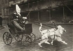 Tom Belling mit Hundegespann. Circus Busch Berlin