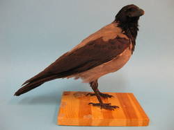 Nebelkrähe, Corvus corone cornix;