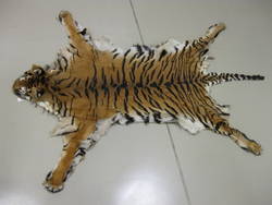 Sumatra-Tiger, Panthera tigris sumatrae, weiblich;