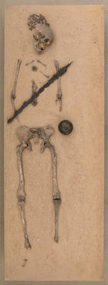Menschliches Skelett - Reitergrab;