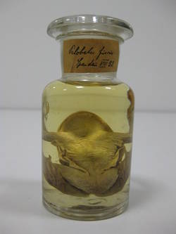 Knoblauchkröte, Pelobates fuscus