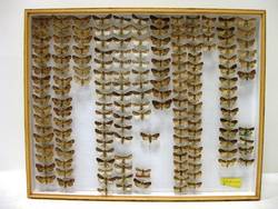 Schmetterlinge, Lepidoptera, Sammlung Cleve;