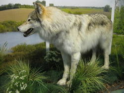 Mackenzie-Wolf, Canis lupus occidentalis, männlich;