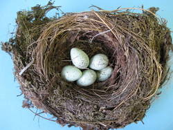 Amsel, Turdus merula, Nest mit künstlichen Eiern