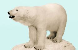 Eisbär, Ursus maritimus, weiblich