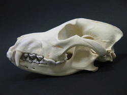 Polarwolf, Canis lupus arctos, weiblich, unmontiertes Skelett