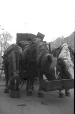 Drei vor einen beladenen Transportwagen gespannte Pferde fressen aus Trögen