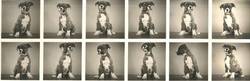Teil-Nachlass Gerda Marhold - Positive - 12 Aufnahmen eines Hundes