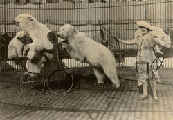 Lola Tex mit Eisbären im Circus Krone